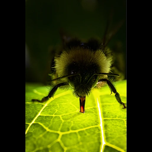View c05c0e58faba1a893fb271a19c239474.jpg by Hannier Pulido