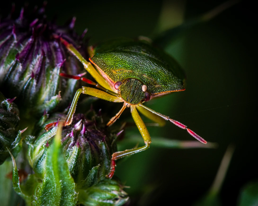 View fc35b4444d0be20280e4fd9ae9916924.jpg by Pascal Schindler