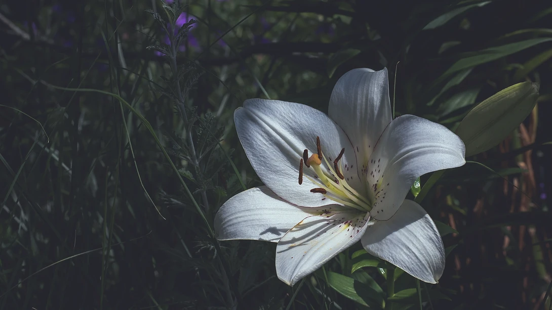 View 359689737bd67dd2aa0ae37b84c18e7e.jpg by Toby Hagan