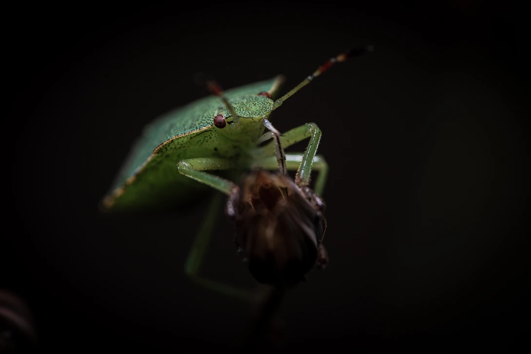View 11be69a35328d00d7db3c278c2071776.jpg by Pascal Schindler