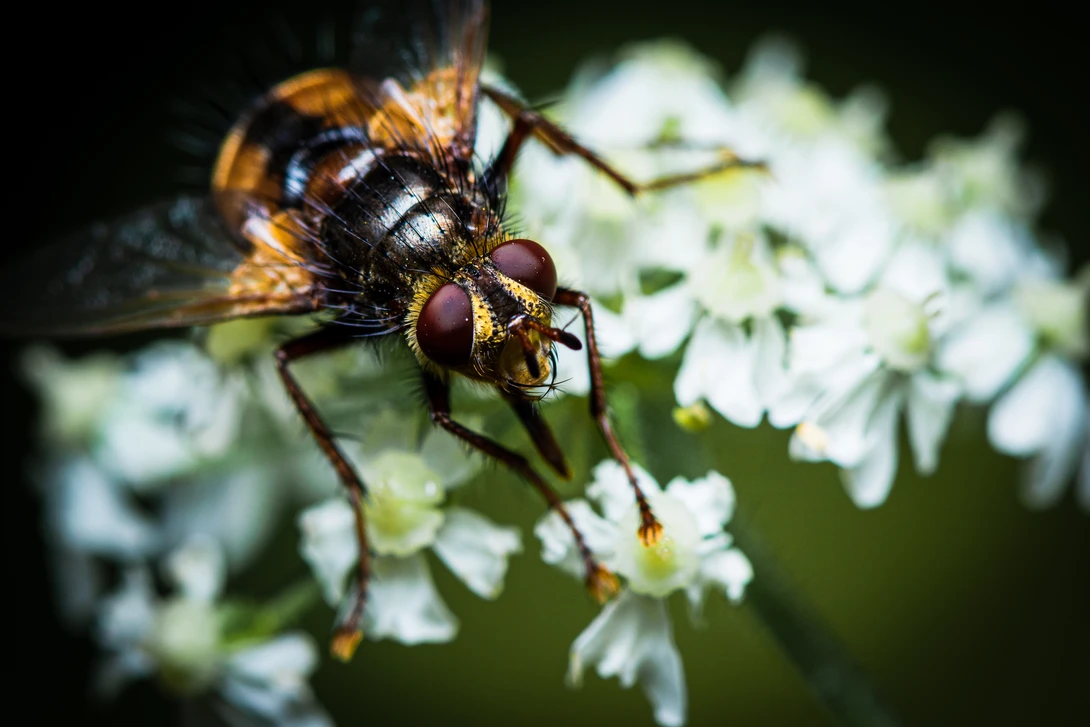 View 1323ae25c1f177ab38894e0766918f0c.jpg by Pascal Schindler