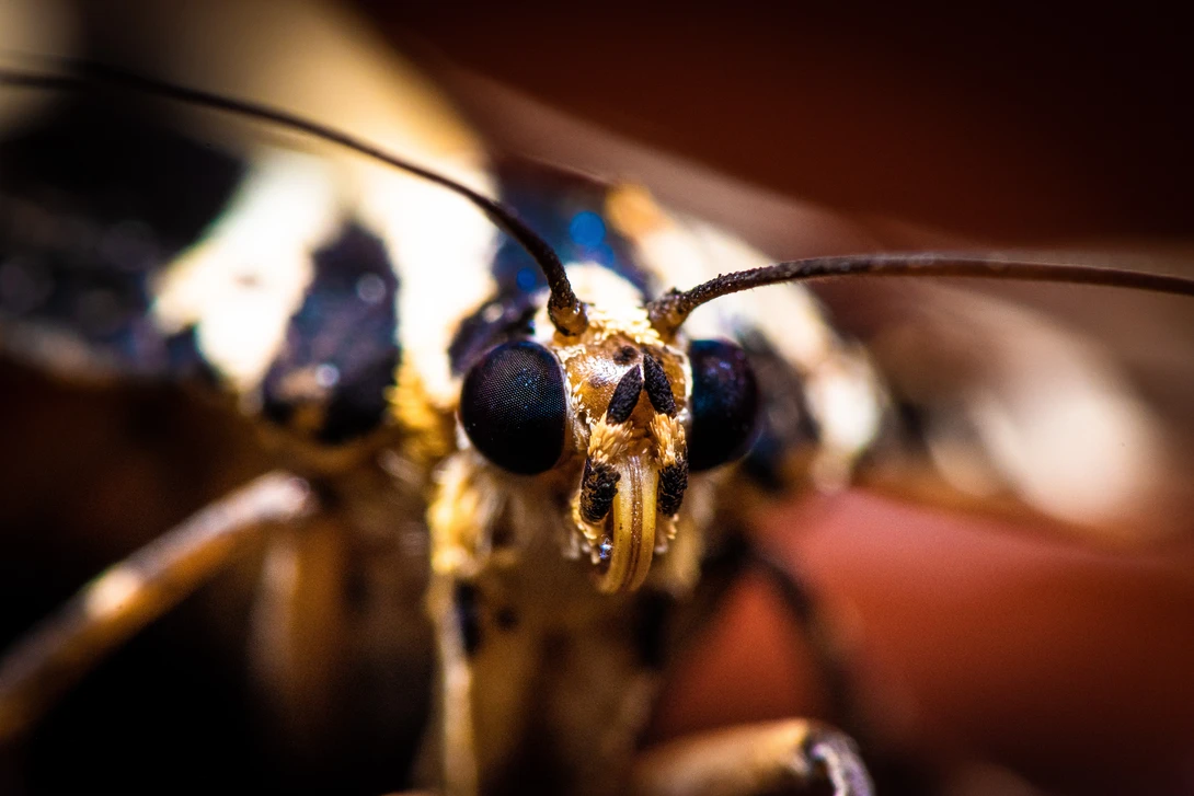 View 7f21290f638ae9ec4531c9e14da72a4c.jpg by Pascal Schindler