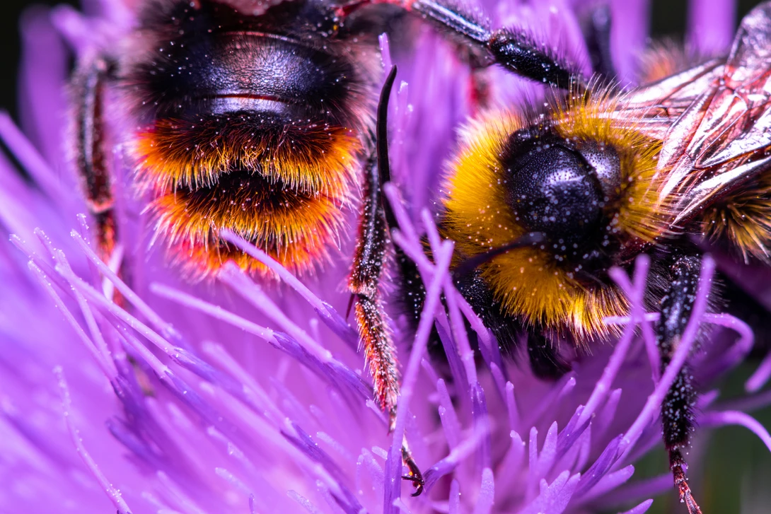 View 9adfc6a6b8eb8863f3655264512d707d.jpg by Pascal Schindler