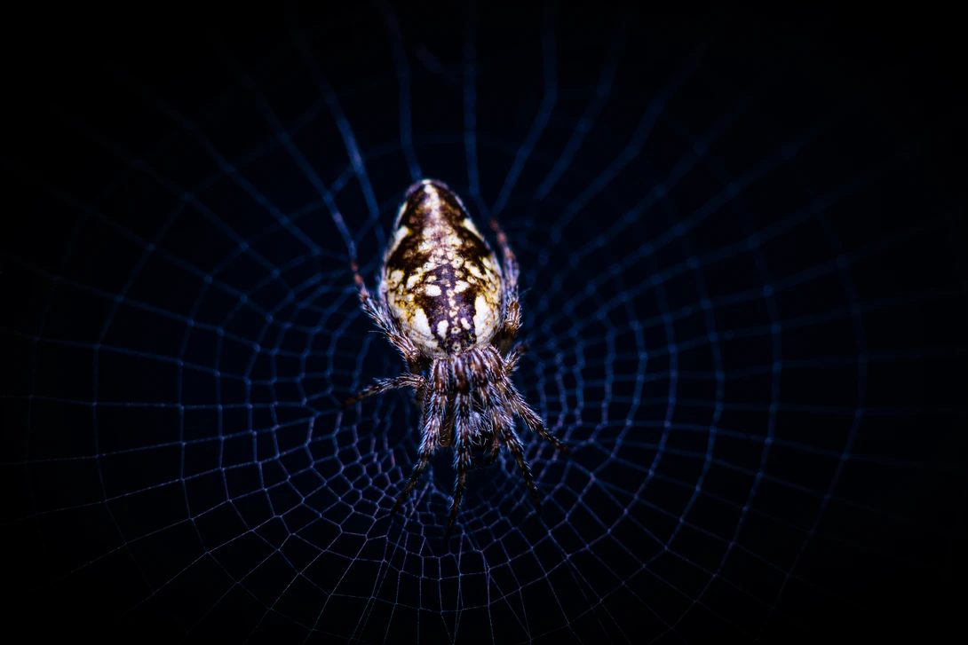 View a6b4d8b1172e093184f3c548cd9fe27a.jpg by Pascal Schindler