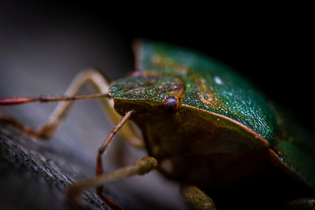 View c5cb66e8650d8d79c92ff6e3d92fc09e.jpg by Pascal Schindler
