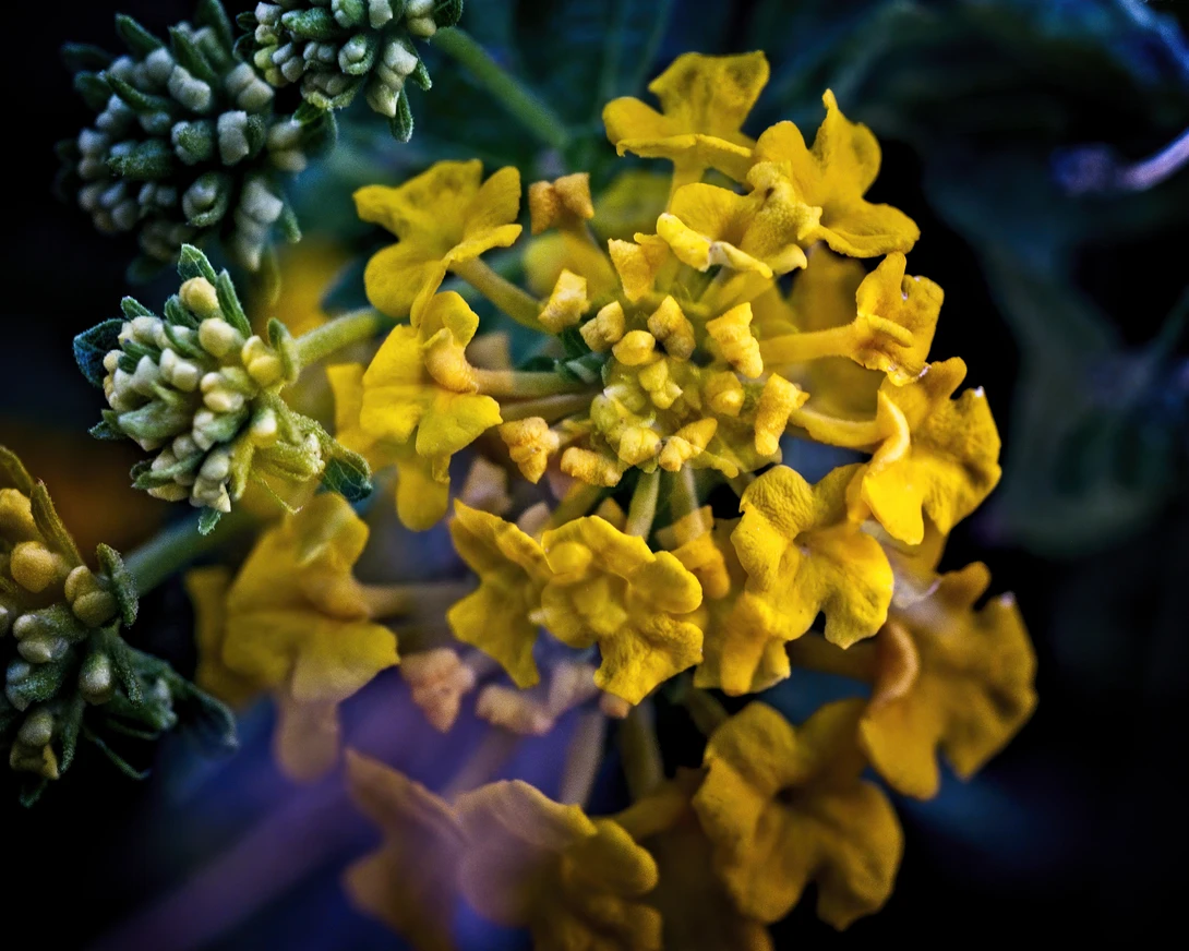 View Yellow buds by James Zuffoletto