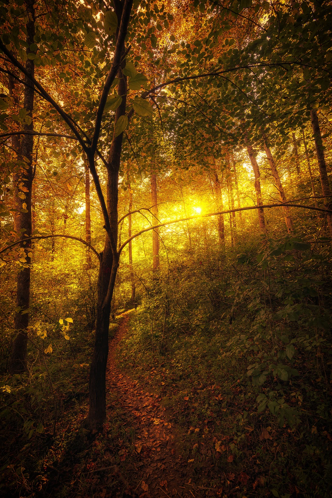 View 02c94dfd3ca9581f8468037ed64a7482.jpg by Kyle Foreman