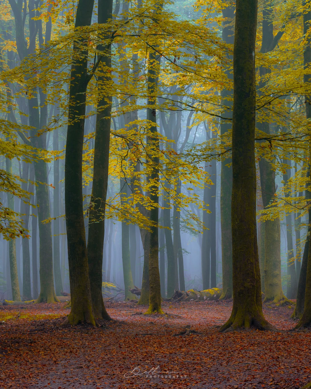 View 32ae2ba0825414c6ede496477d81105a.jpg by Matthijs Bettman