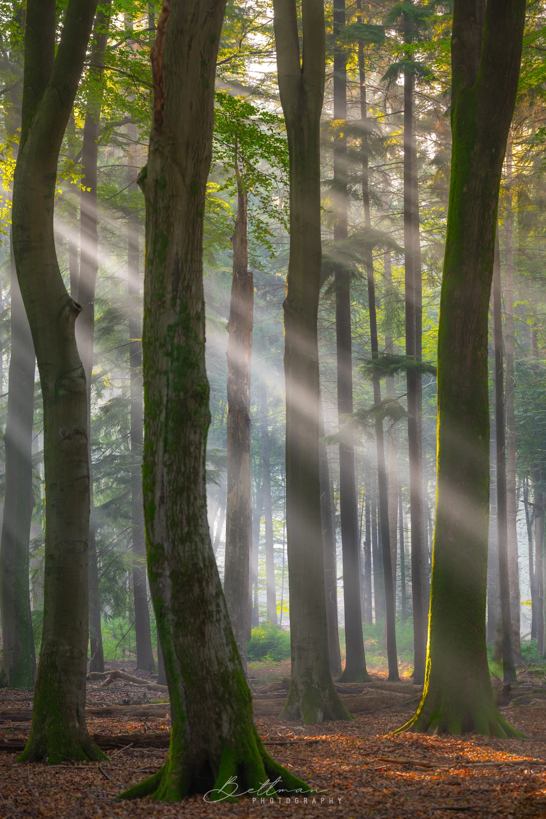 View 59c9087caca3057a814a75df3c9c044e.jpg by Matthijs Bettman