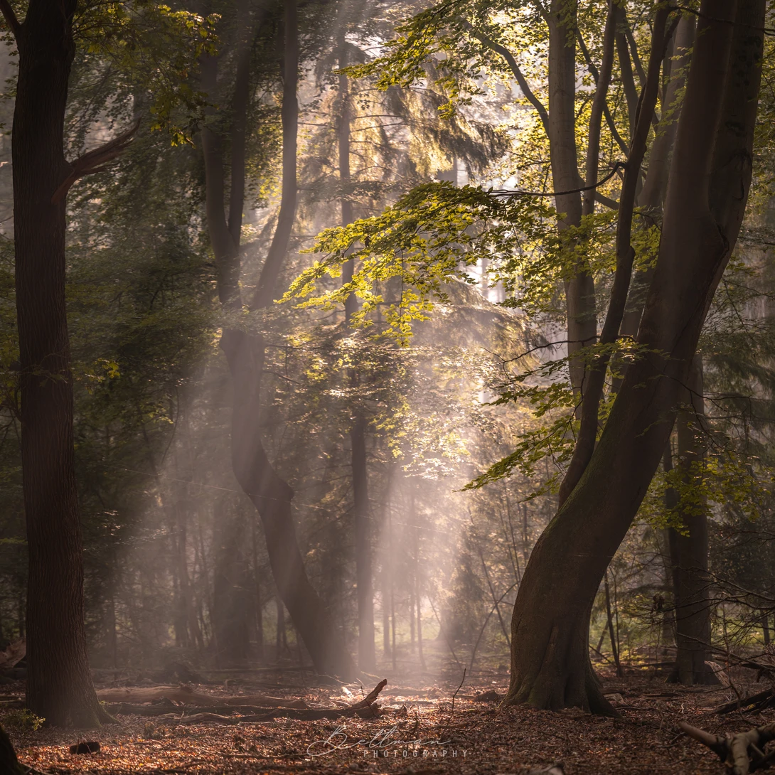 View 6051bdf56e9fa69c4d3dfd9b3b595ce1.jpg by Matthijs Bettman