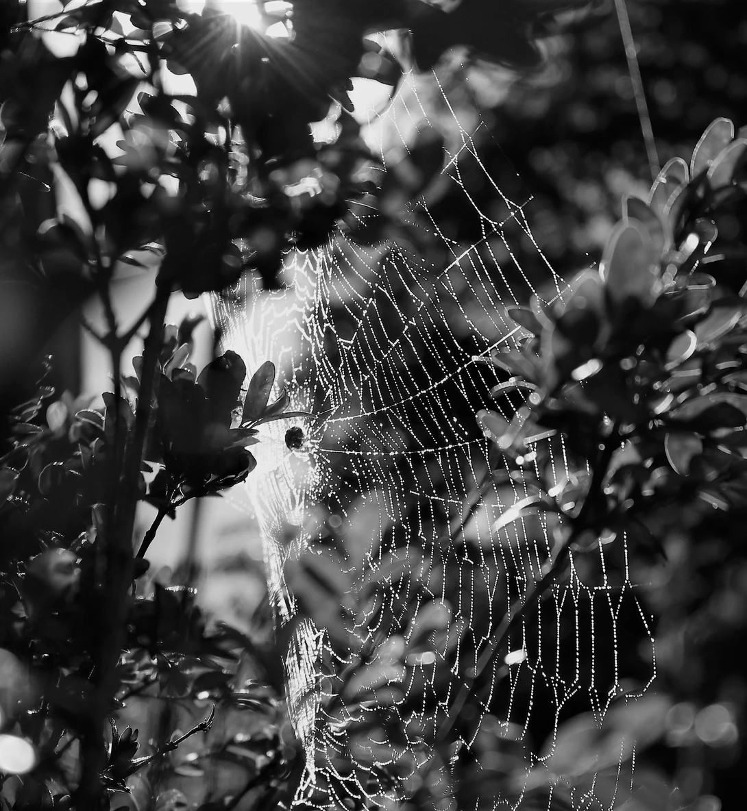 View bfd9126516d0958e8d9567a5b65789f1.jpg by Don L