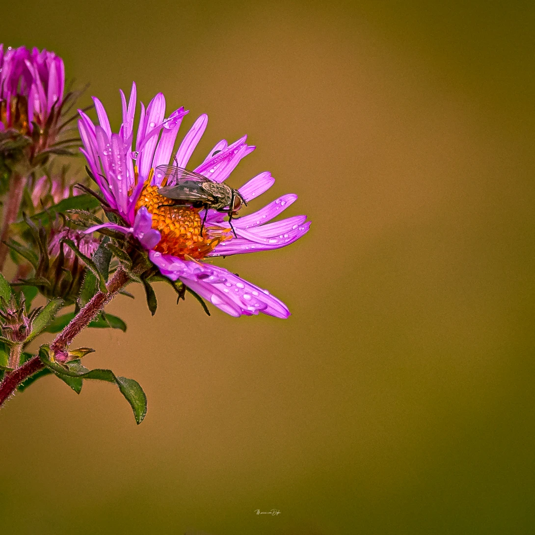 View d5a1638bf1e9f20d1e8b21d38a98f935.jpg by marius van dyk