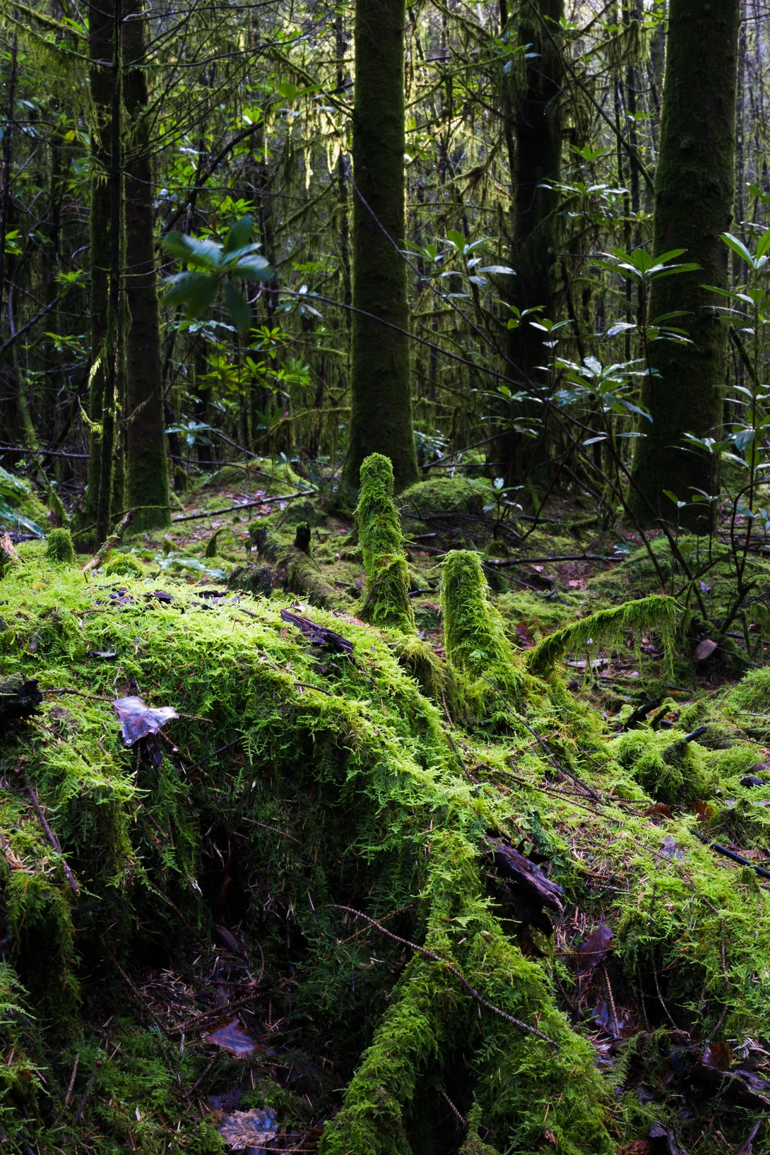 View 380cde47c2f55cb059a0c159203e16a2.jpg by Ian Hayward
