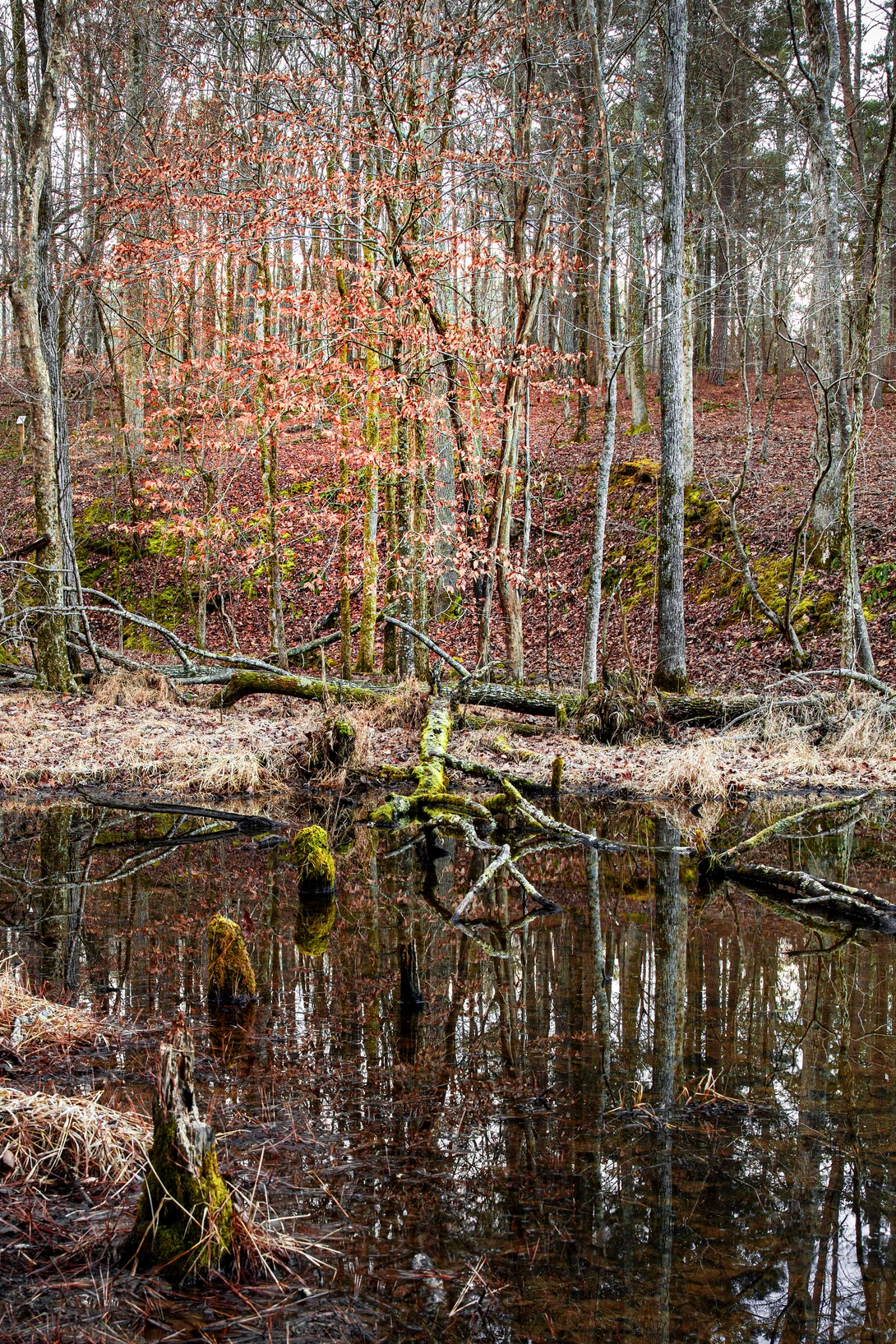 View d33ba6a73258b69926cf9c61e0135a4a.jpg by John Pless