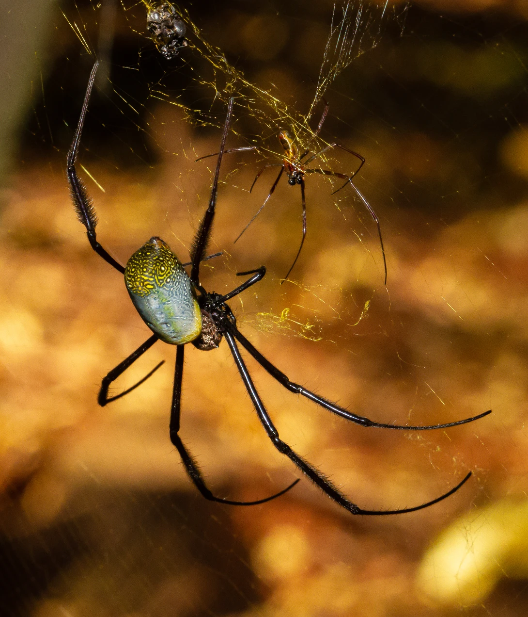 View e879520eb273567b8384af77d6fc8b48.jpg by Lian van den Heever