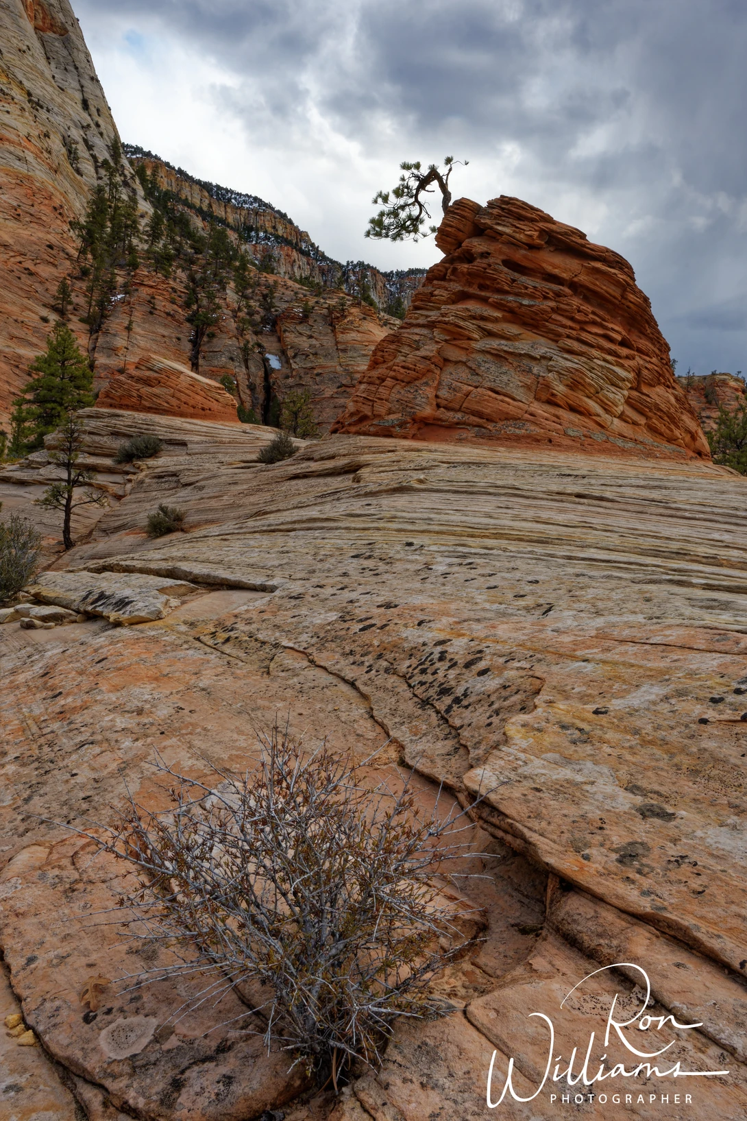 View Bonsai in Zion in color by Ron Williams