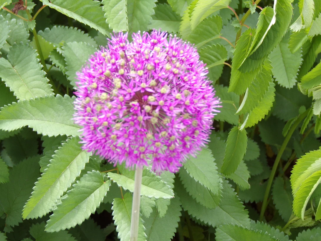 View 8ff509372ddaf22e9c53fd2f060f4d6a.jpg by tammy higgins