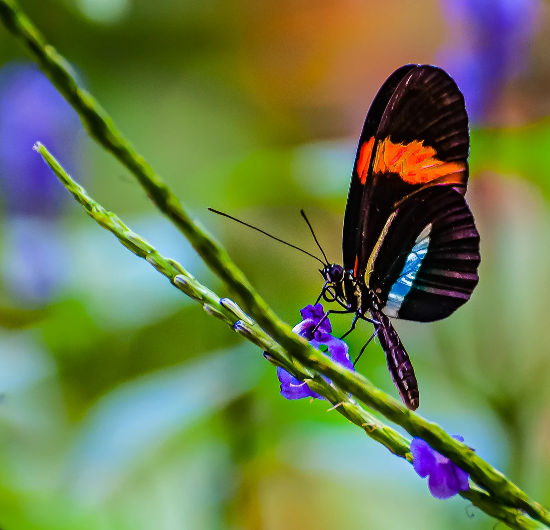 View bc3235fb2a2b7eca02254f08aa8dc9fd.jpg by Jonathan Usha