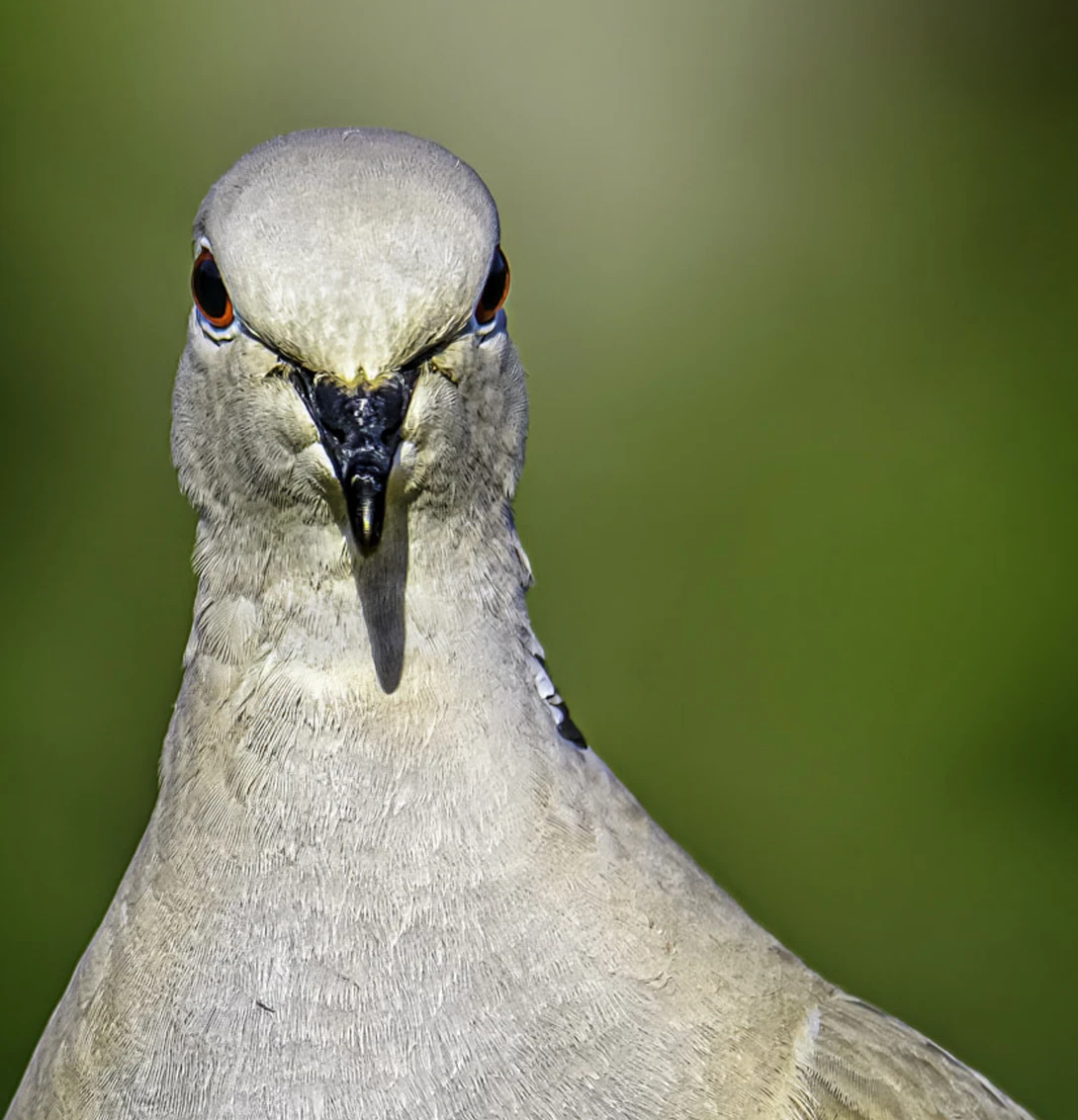 View c4767eb43dd08991f54144e68d0dce2c.jpg by Jonathan Usha