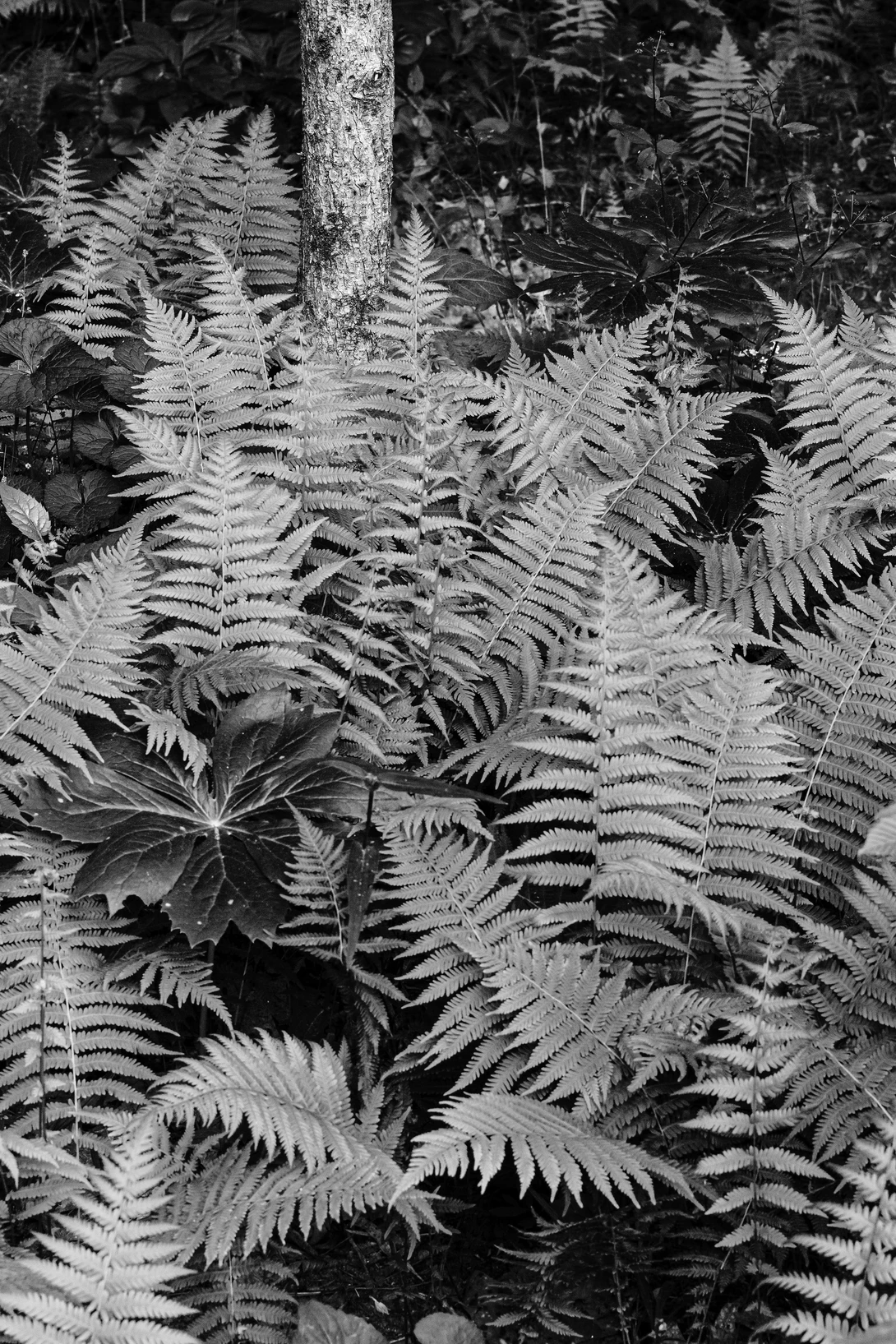 View dec38e7d445fc436bae0f61c2c83b8df.jpg by John Pless