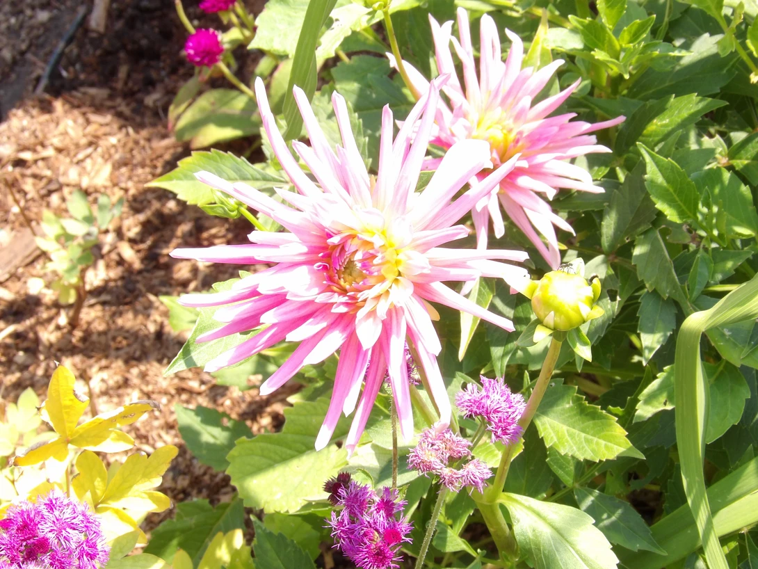 View 5c6db2785b71f8dd224f405a1ee85028.jpg by tammy higgins