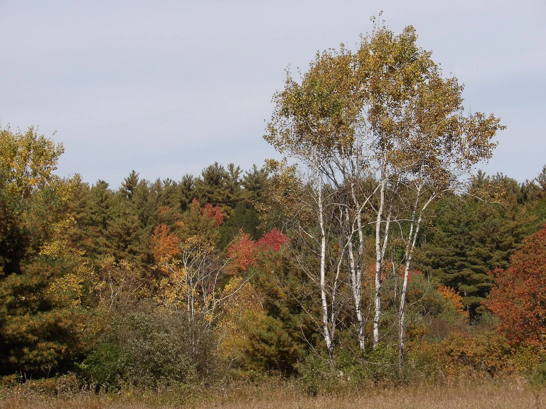 View 40bf6be1f6001cc61a91f0f519ab3345.jpg by tammy higgins