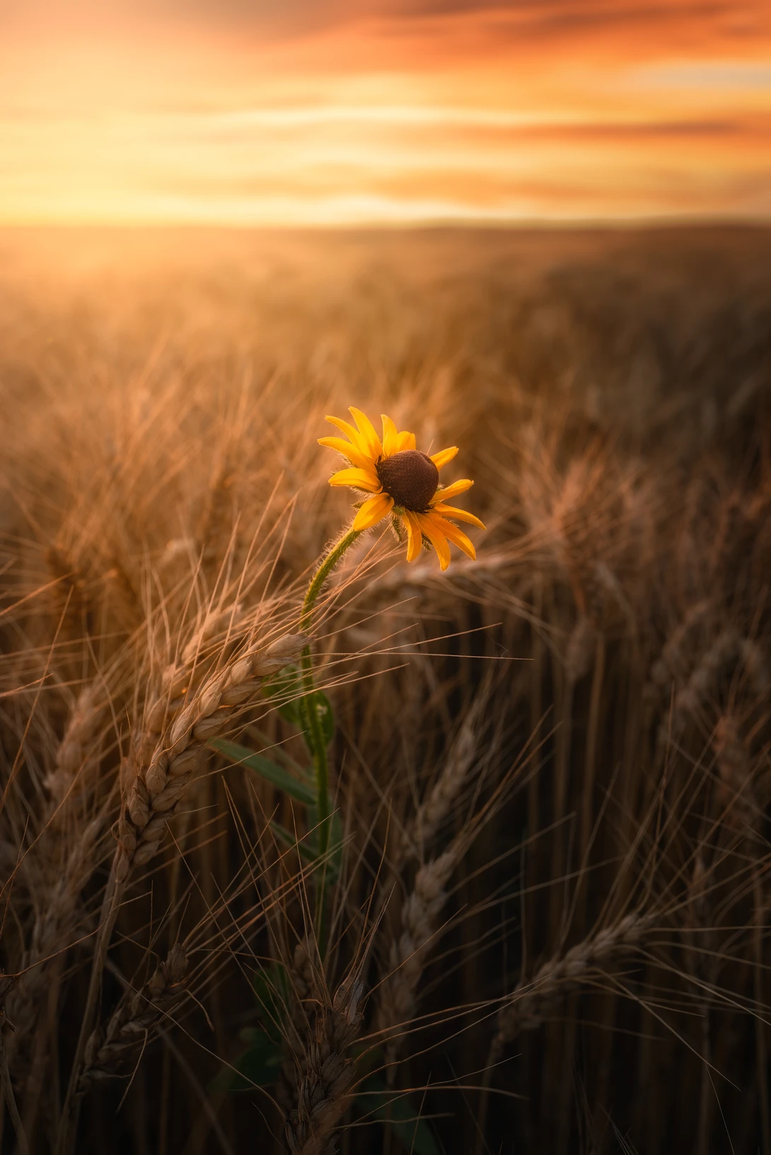 View d2b3fbc06f55149fc85278dc1de9405b.jpg by Cody Taylor