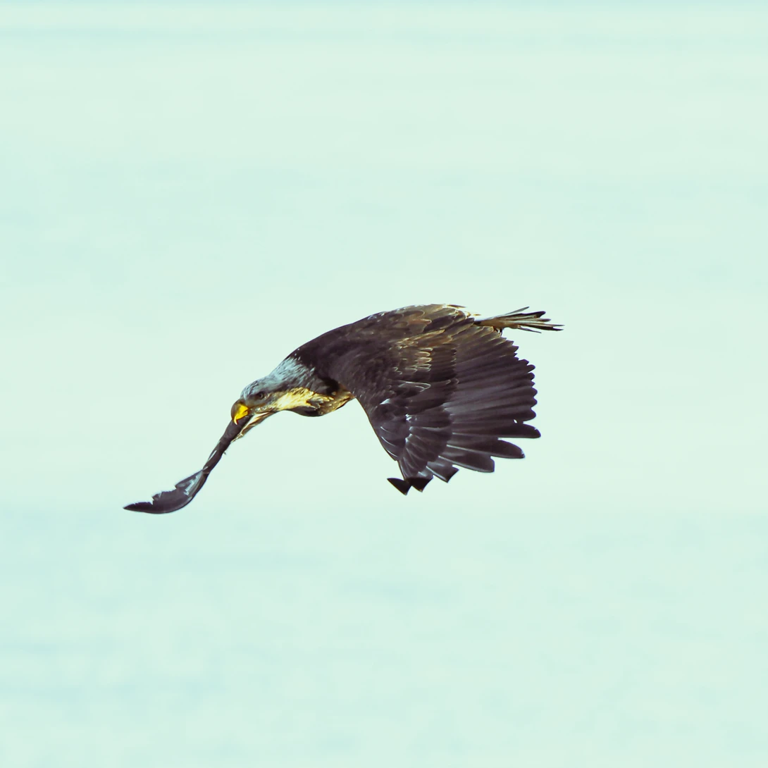 View 3a39e5615cedad74ab4cc3d5b0298f24.jpg by Don L