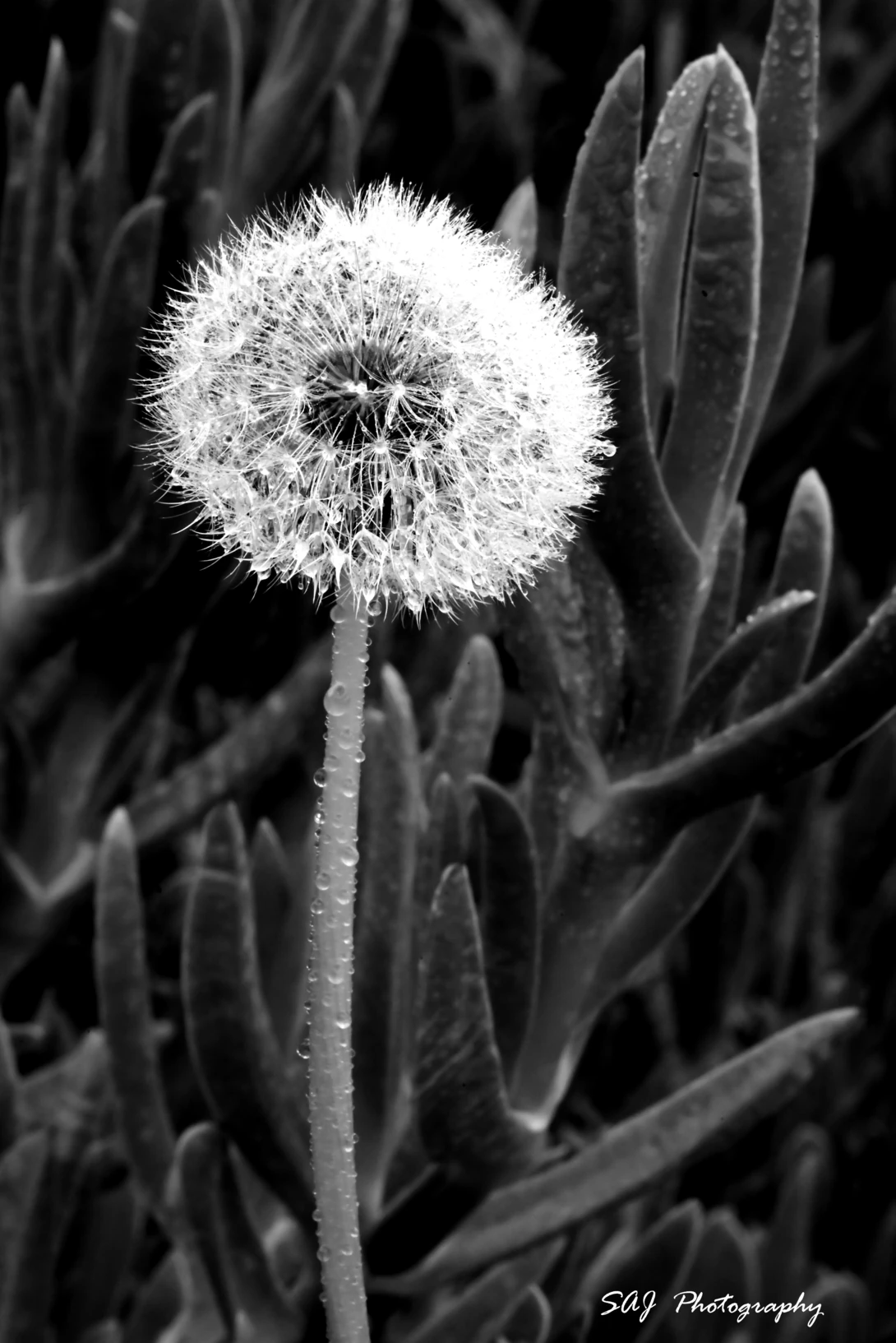 View 8d1f51a0b90f4aadadb95766f317e4dc.jpg by SCOTT JACK