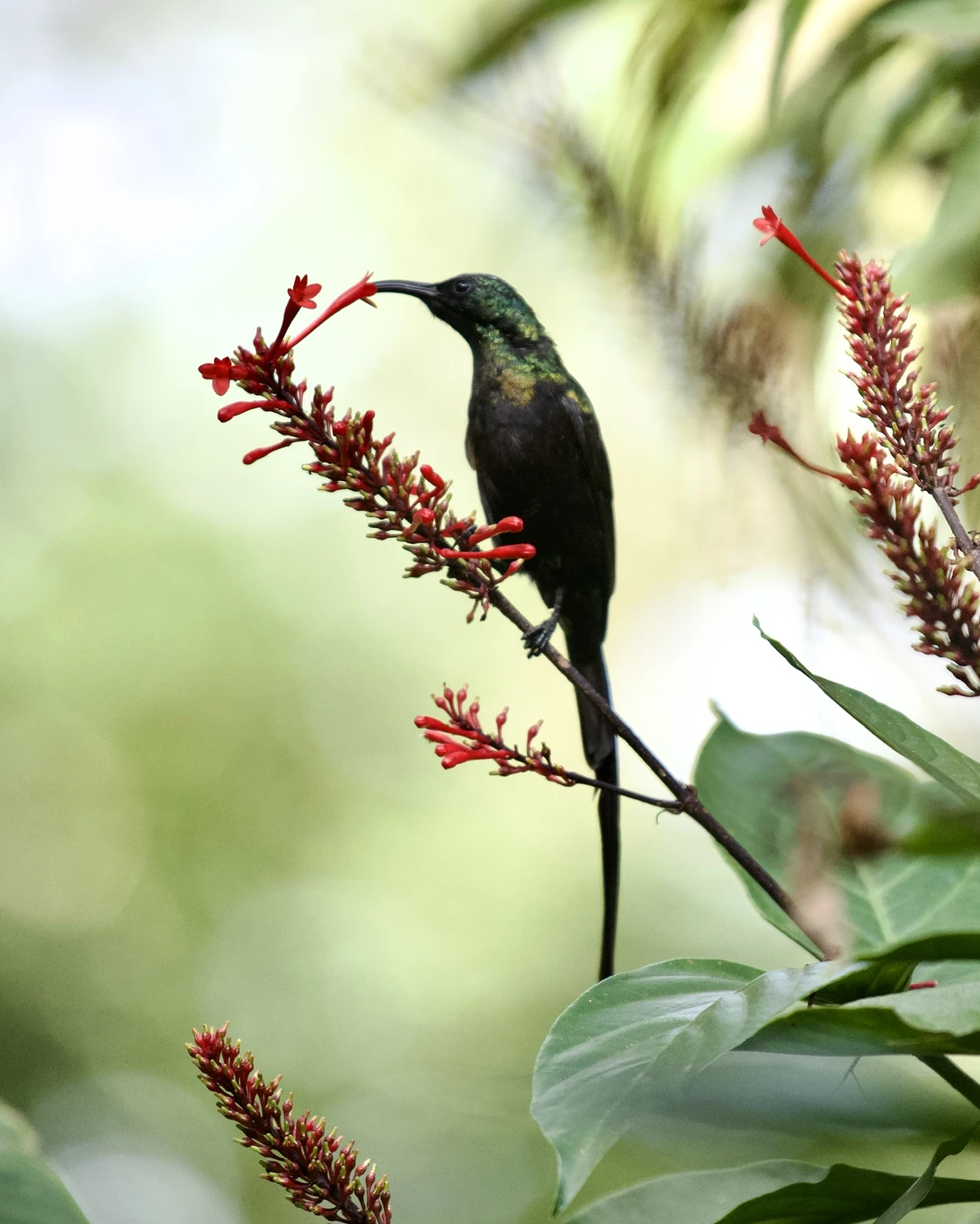 View 204a017358d561b0f660de7803bfb9c6.jpeg by Sridhar Chilimuri