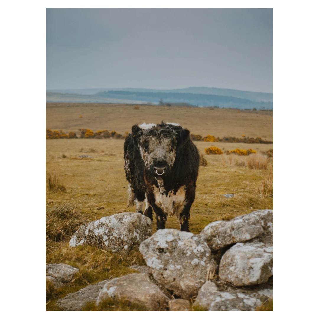 View 6ac9057d171dd6da0924971e14eb6a34.jpg by Simone Pasley