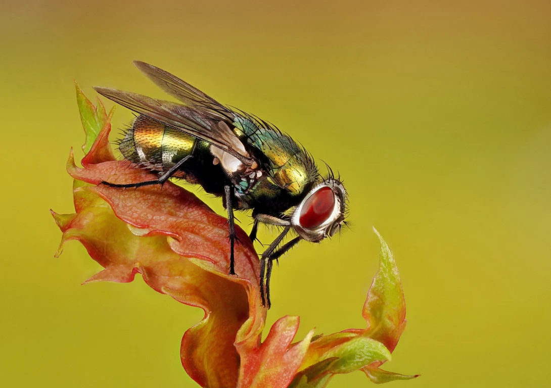 View Australian Sheep Blowfly. by Peter Merritt