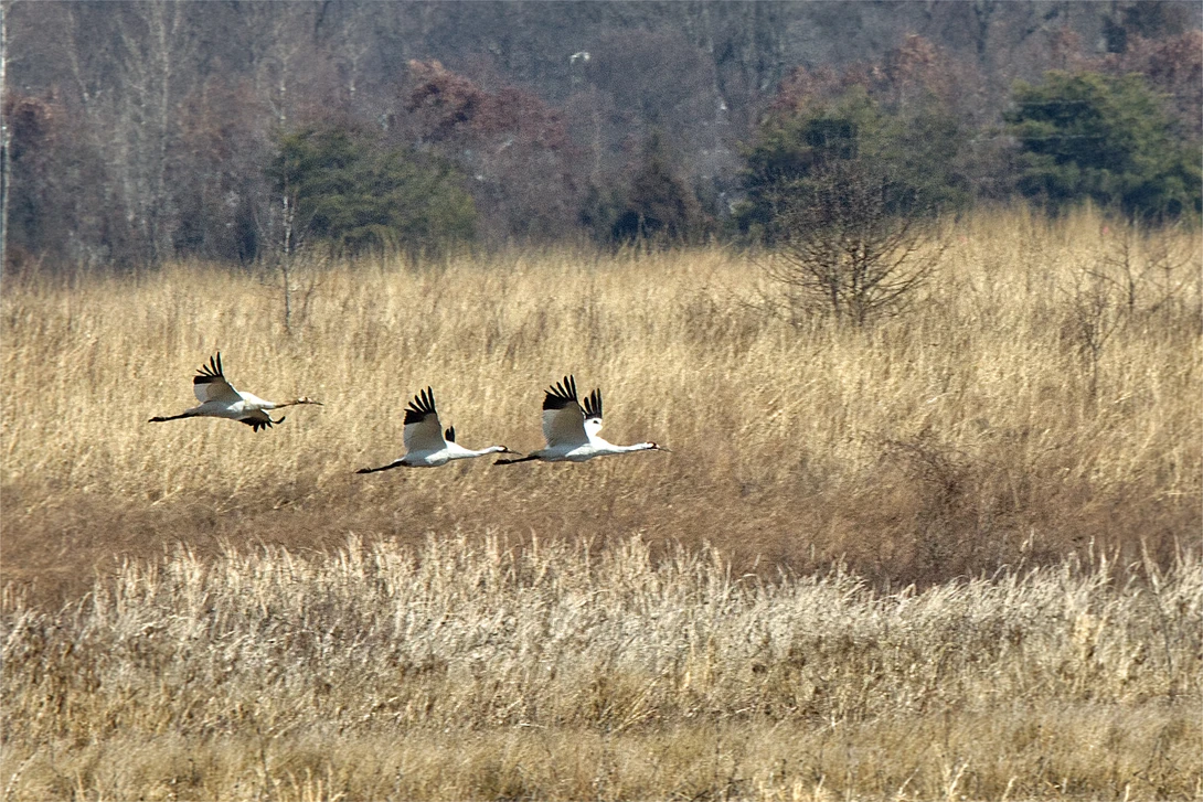 View 45518c7f18b105cdfb7c8cec16d61af1.jpg by Ian Masterson