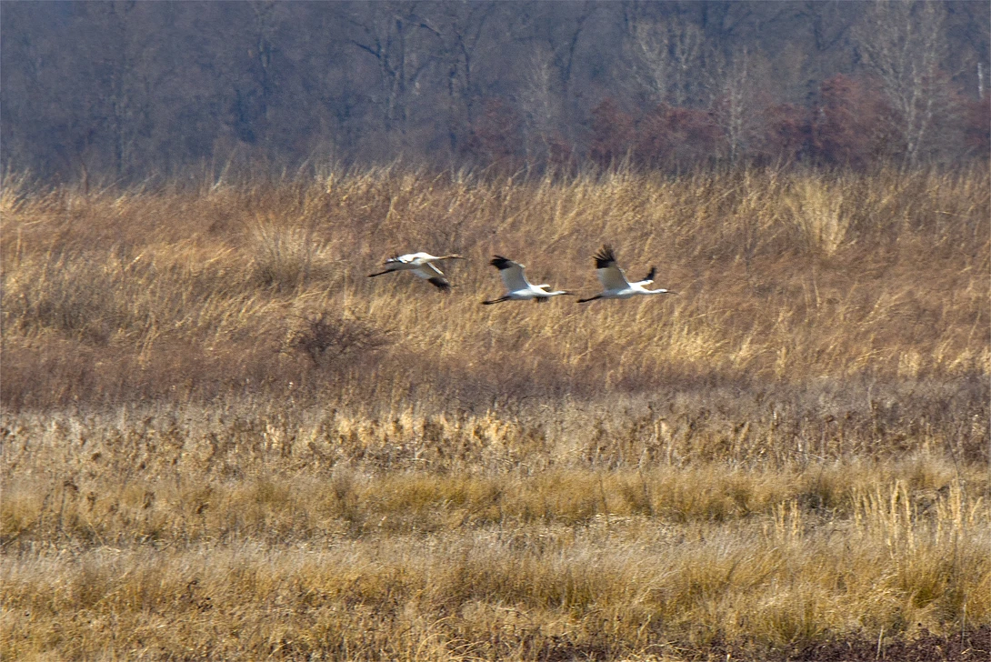 View 6bf0be5be0698f9093ef4cd5404d6dc5.jpg by Ian Masterson