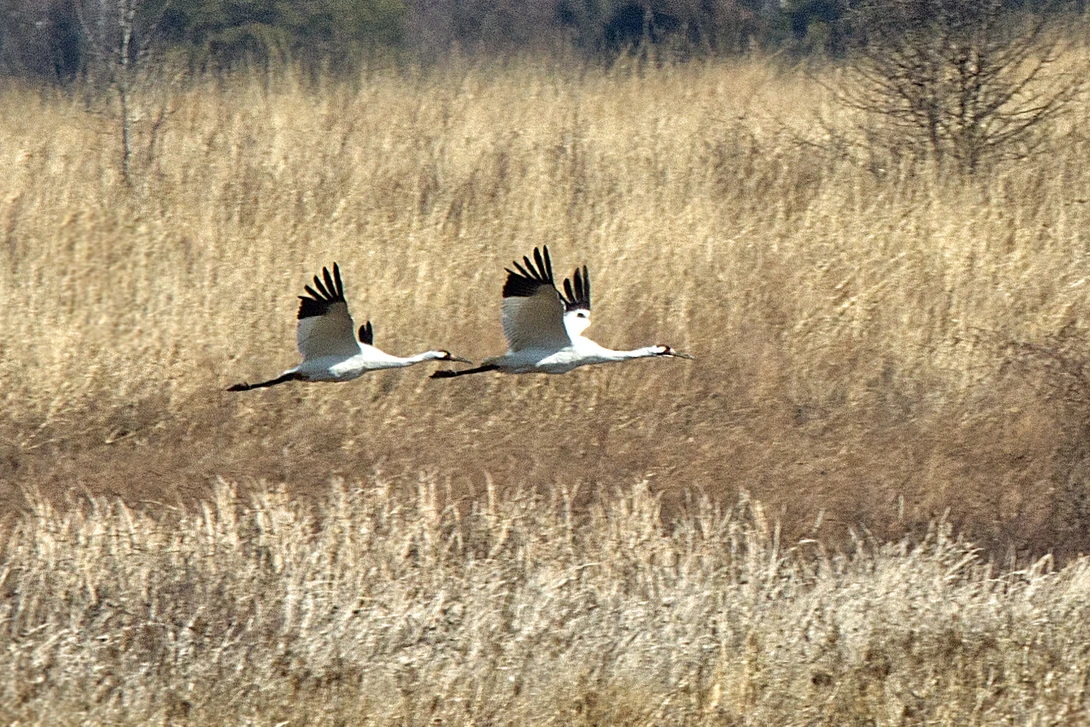 View b6d370a753c7d7e9972d8af1e6eb5a3e.jpg by Ian Masterson