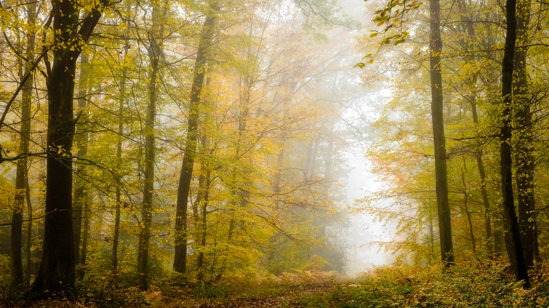 View Forêt de Saint Gobain at dawn by Nick B