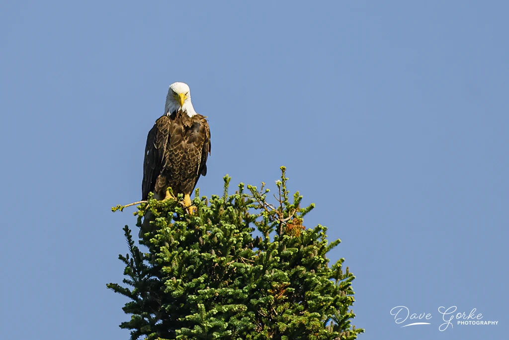 View 33d5488c975b738e44dbfd1d8b7c49ba.jpg by David Gorke