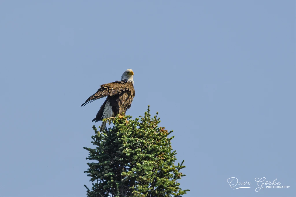 View 515004f7b613ea81aaccae9c33ade0ed.jpg by David Gorke