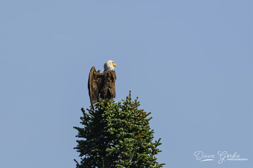 View 676d26b45c79d97aef5633fc9038a48a.jpg by David Gorke