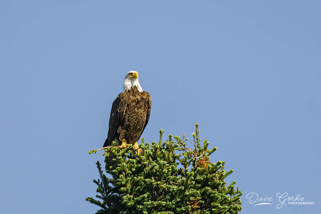 View 847bdb521545fd8e255d5120ff306902.jpg by David Gorke