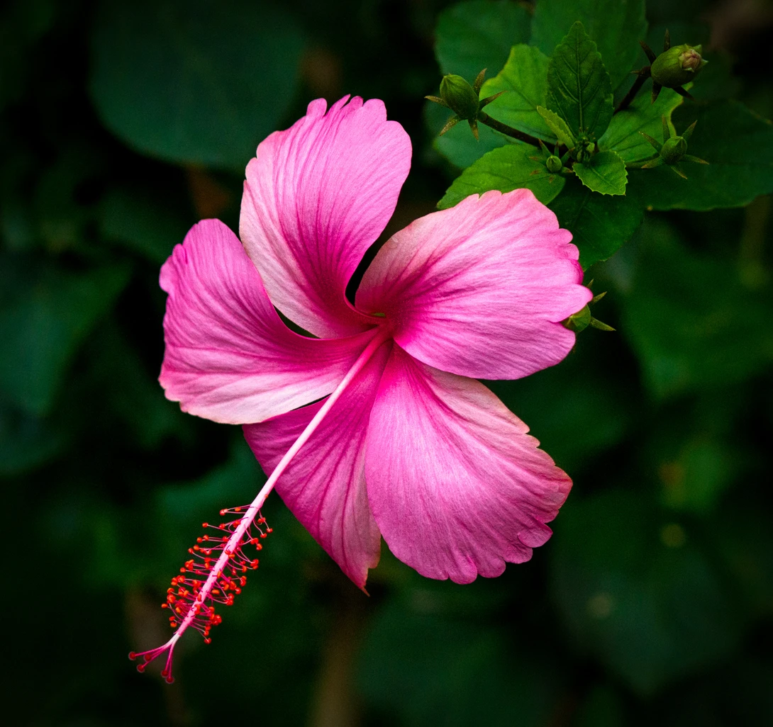 View f67ed132b027bc574d890d13105b4028.jpg by Ram Ramkumar