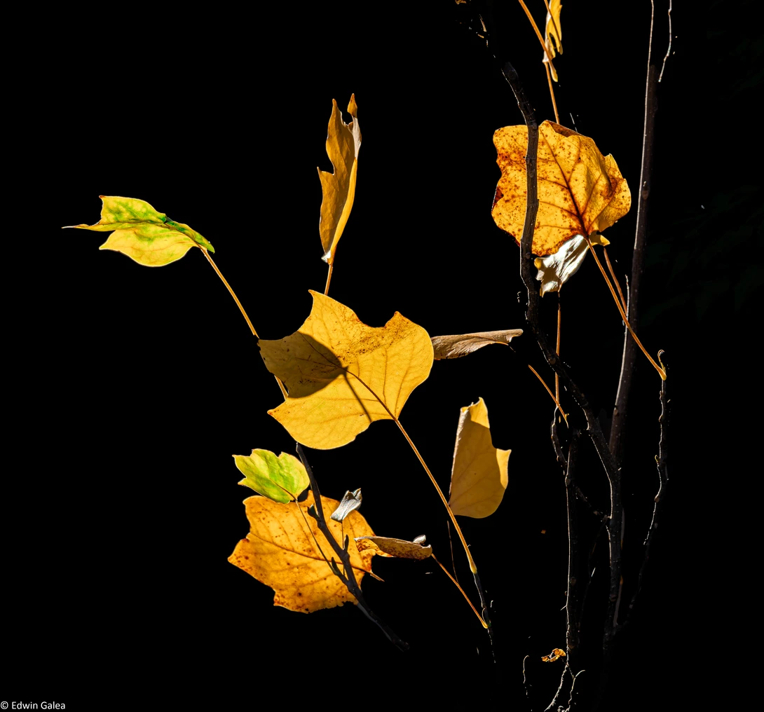 View 5f97c239766a465af60c793f4dec375f.jpg by Edwin Galea