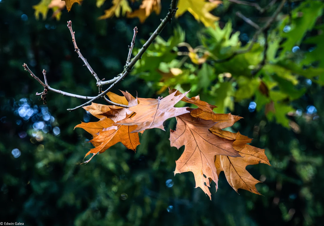 View 80d829a8ac9e25904ab5660e92986349.jpg by Edwin Galea