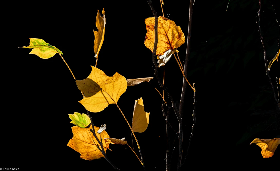 View e79c7eea5b7206bee1fef6d84da617e9.jpg by Edwin Galea