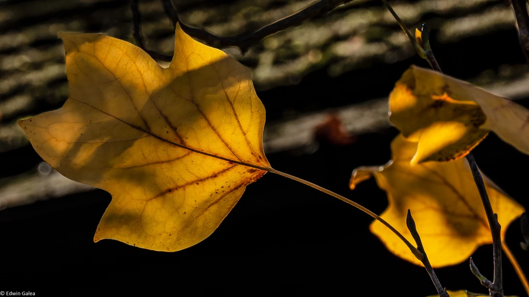 View e7c3644dbc9690470e3e6558851cee1a.jpg by Edwin Galea