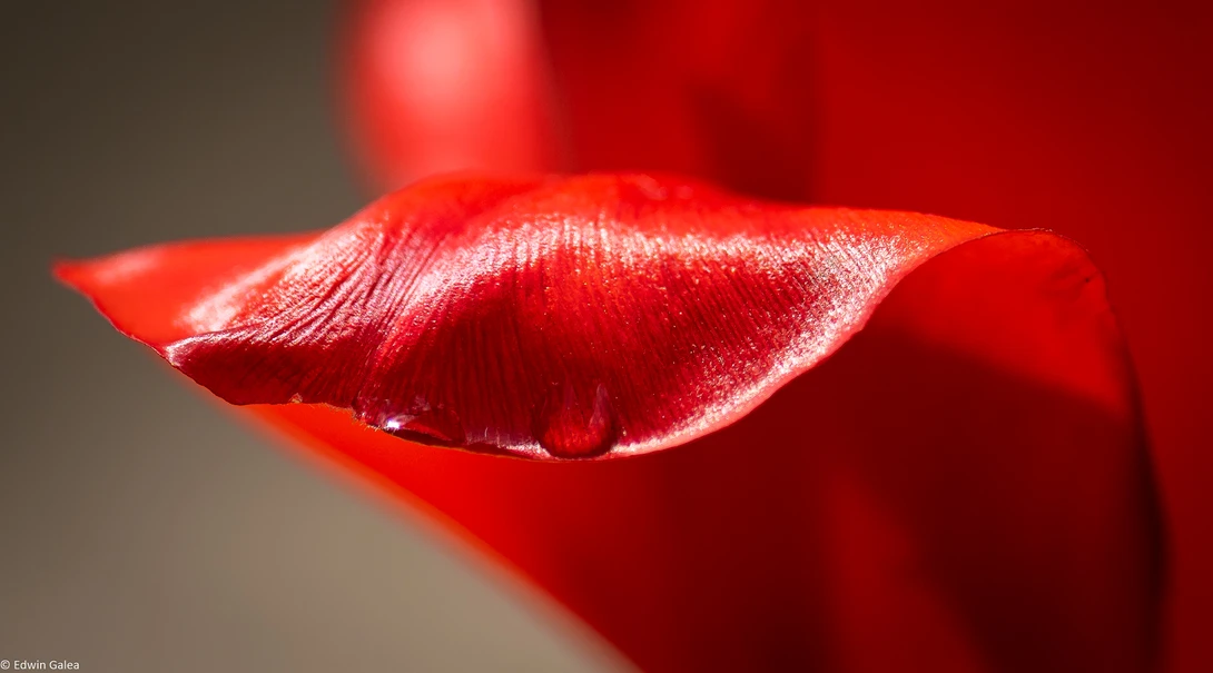 View 26f4ac3b0881fcafbaee2c13808f4863.jpg by Edwin Galea