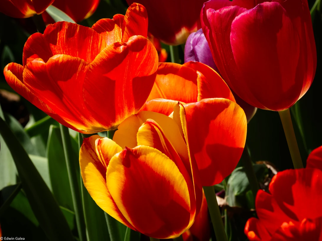 View 2bf64c4b2eacb686f6aaa25786e70d0e.jpg by Edwin Galea
