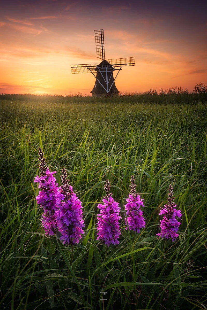 View Windmill & Wildflowers by Kevin Teerlynck