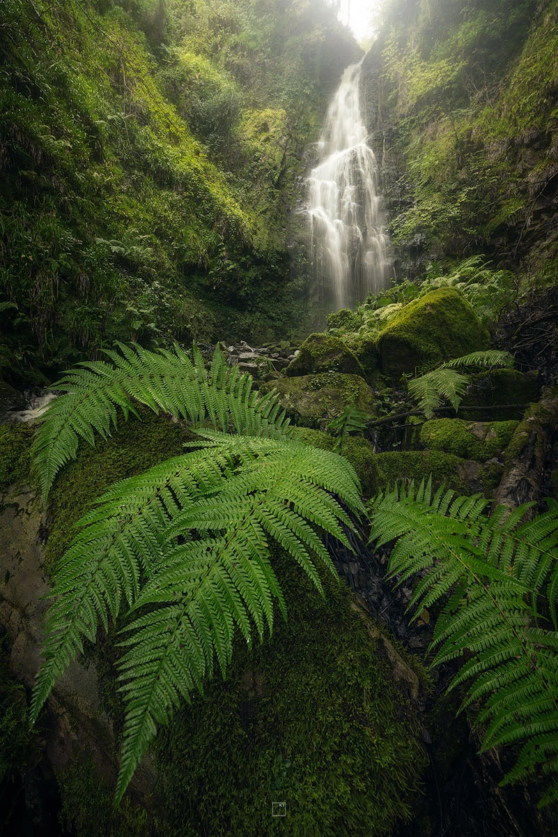 View Jungle Jive by Kevin Teerlynck