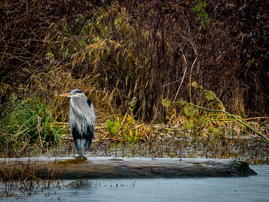 View 27c49ba3c63ad741fe4cc95156f70df9.jpg by Dean Wilson